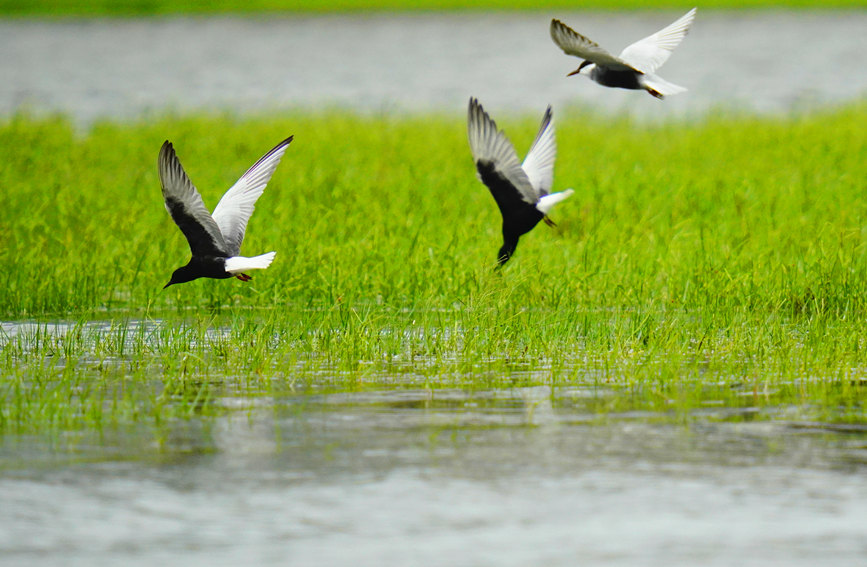 海尾國家濕地公園（試點）中的白翅浮鷗。薛美麗攝