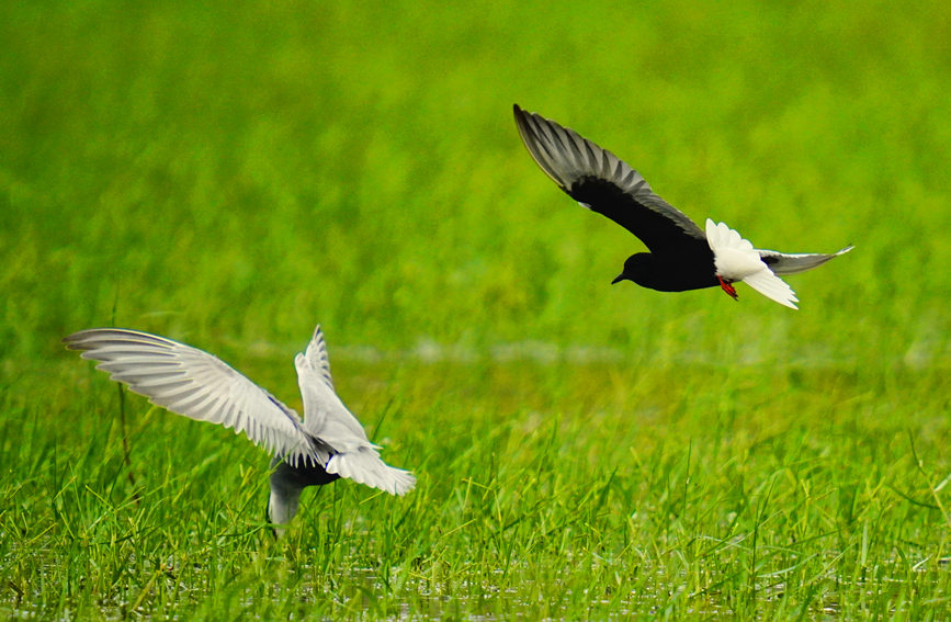 白翅浮鷗喜歡棲息在河口湖泊還有沼澤地帶，因為它喜歡吃裡面的水生昆虫、小魚、小蝦，海尾國家濕地公園（試點）的這片水域正好滿足了它這方面的需求。薛美麗攝