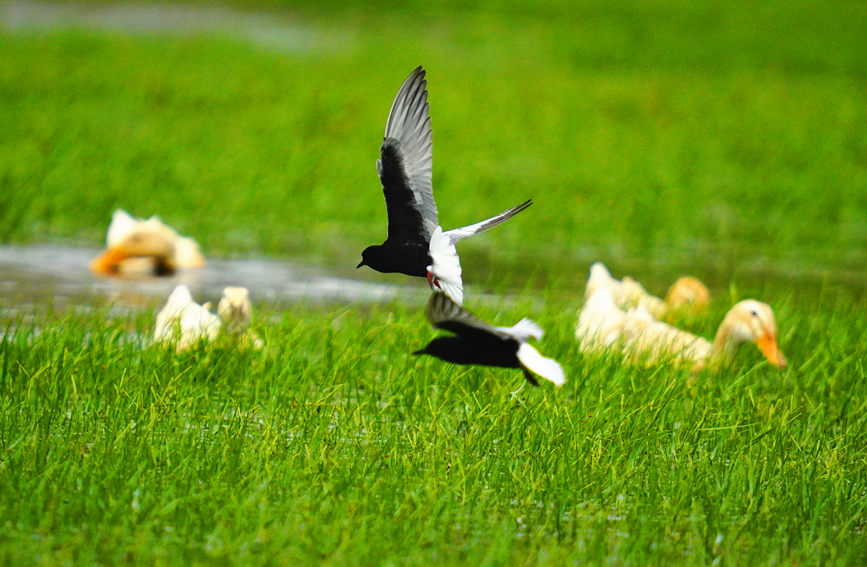 大自然和諧生動的畫面在海尾國家濕地公園（試點）裡屢見不鮮，白翅浮鷗“出鏡”展翅飛。薛美麗攝