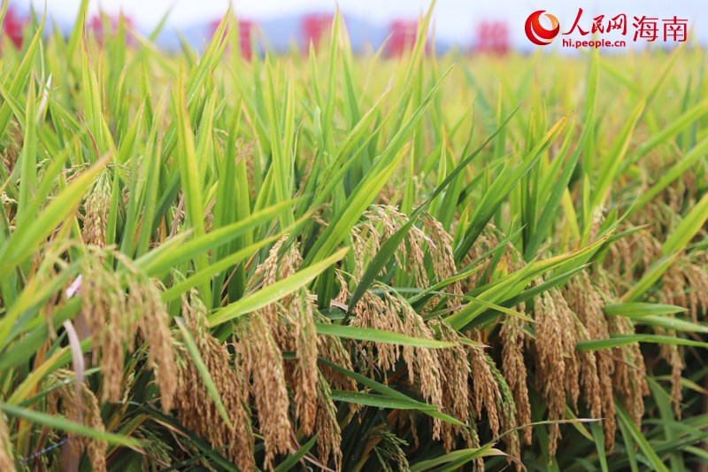 试验田里成熟的水稻。人民网 牛良玉摄