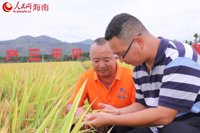 技术人员正在田间查看水稻情况。人民网 牛良玉摄