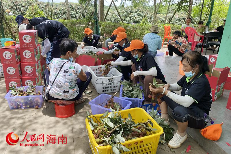 工作人员正忙着给荔枝打包。人民网 樊欢迪摄