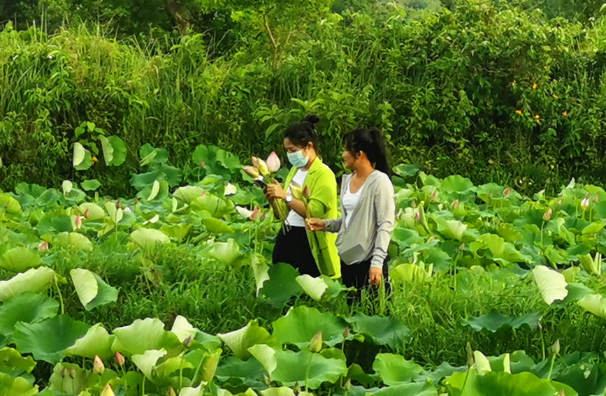 隨著村裡蓮花產業的發展，慕名前來的游客絡繹不絕，有的下塘挖蓮藕，有的漫步荷園中，沉醉不知歸路。劉彬宇攝