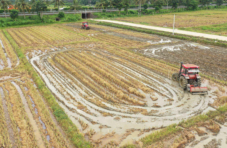 秸稈還田機將水稻秸稈粉碎后直接混埋在耕作層土壤中。程守滿攝