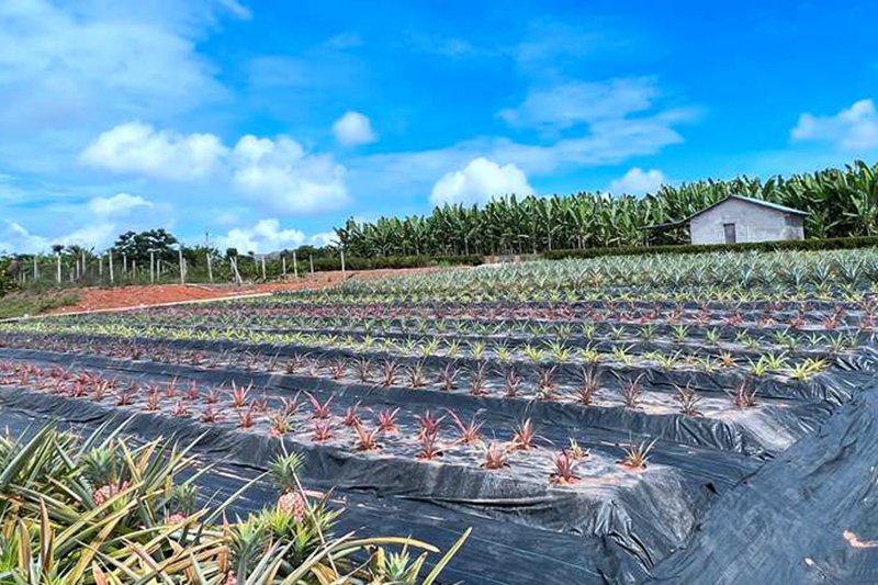 种植基地里，“冰糖红菠萝”正在茁壮成长。中国热科院供图