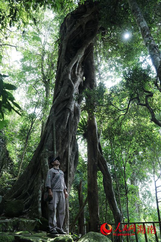 護林員觀察雨林中的植物。人民網 符武平攝