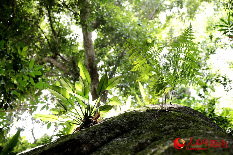 雨林中的“攀岩高手”