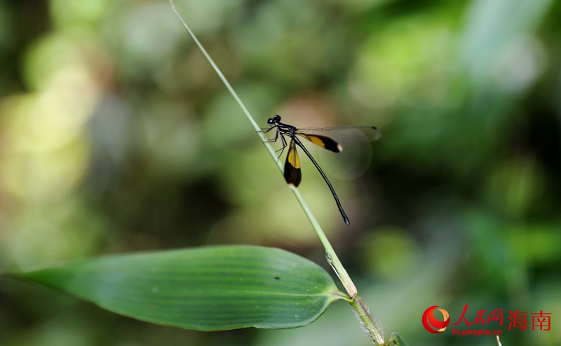 海南特有种蜻蜓，丽拟丝�Z（cōng）