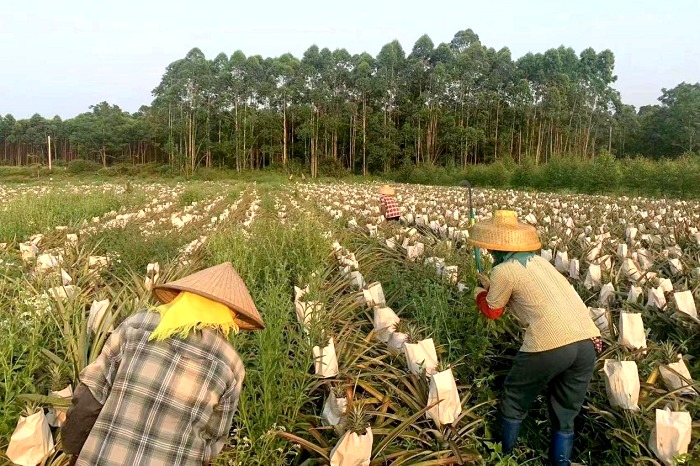 臨高縣臨城鎮蘭羅村村民在鳳梨種植園間忙碌。