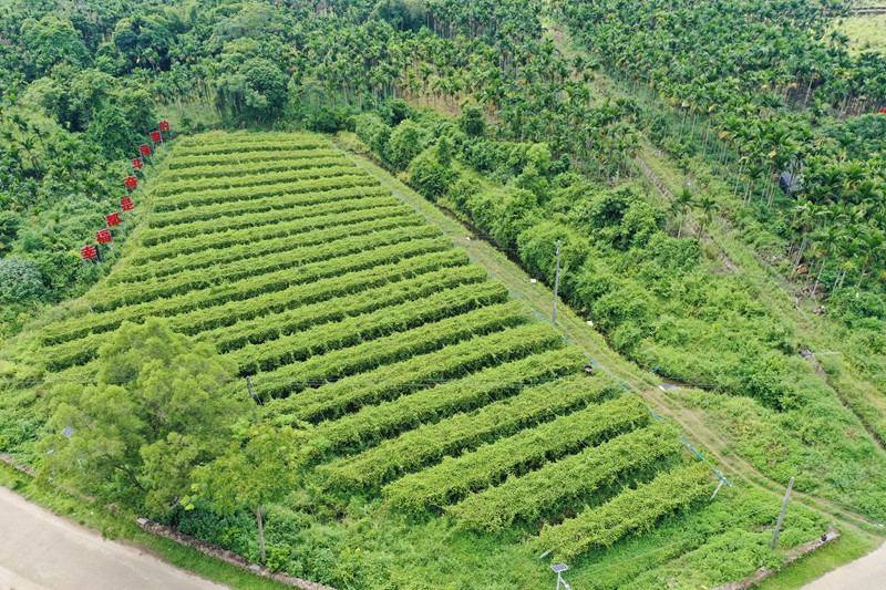 嶺口鎮田堆村綠油油的百香果園。張博攝