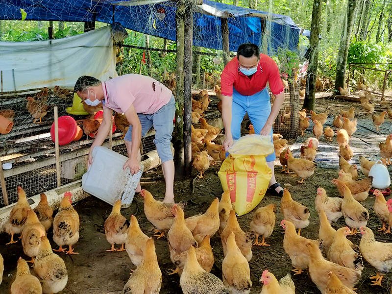 图2：乡村振兴工作队队员和村“两委”干部早晚按时帮助陈贤富喂鸡。