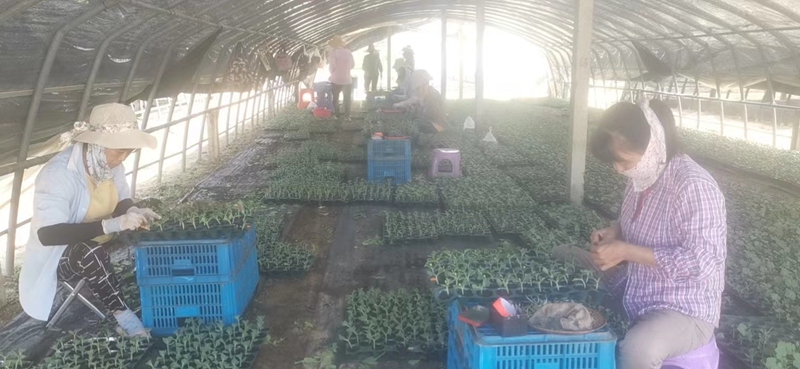 工人们正在培育西瓜苗。文昌市农业农村局供图