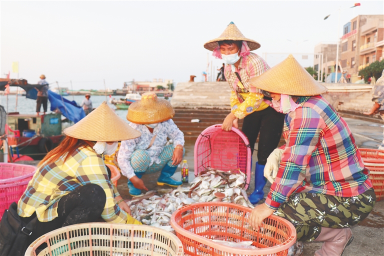 昌江海尾鎮漁港碼頭，漁民在分揀、裝運漁獲。符健柏 攝