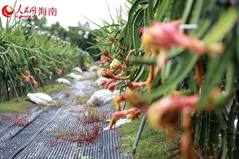 芳园村的火龙果种植基地。 人民网 孟凡盛摄