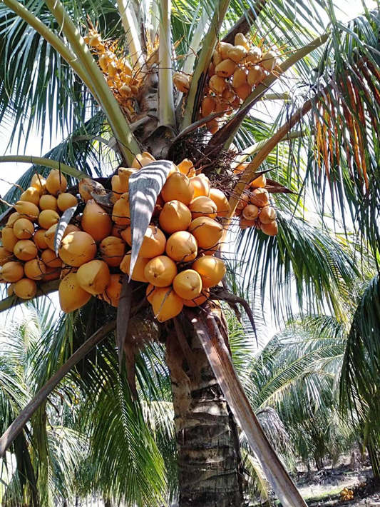成熟的金椰樹。南坤鎮政府供圖。