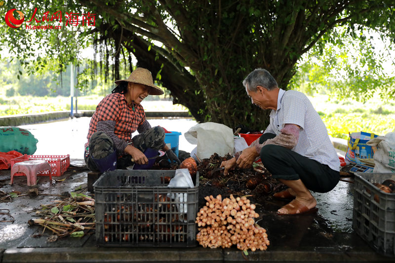 村民坐在冷泉旁整理采摘的芋头。 人民网 孟凡盛摄