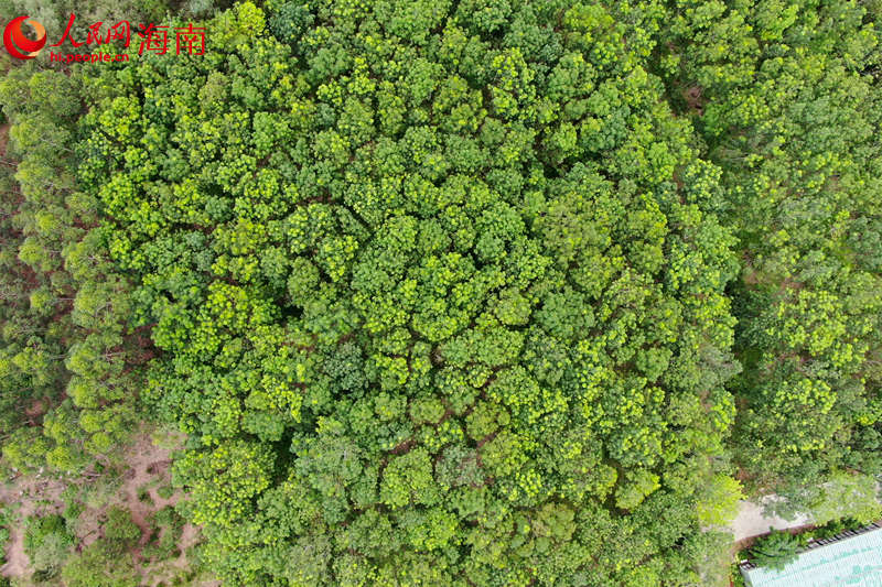 澄邁縣效古村沉香種植園。