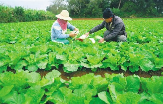 澄邁縣橋頭鎮文昌村的一處菜地，一對夫婦在採摘白菜。