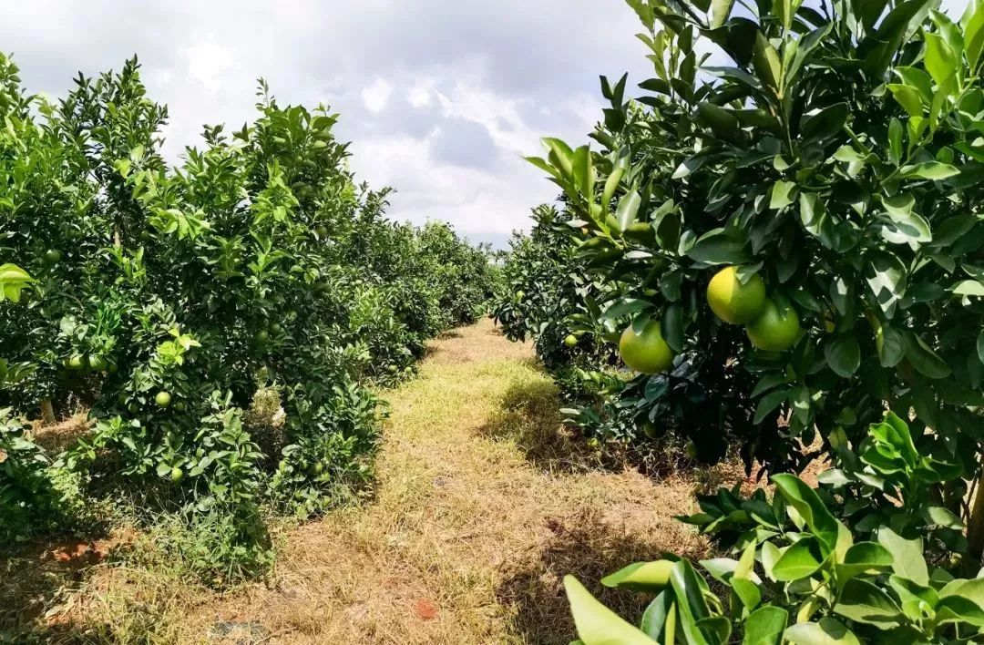 澄邁縣一處福橙標准化種植基地。