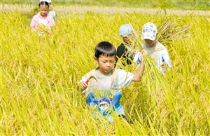 小朋友在田间割稻，体验农耕文化