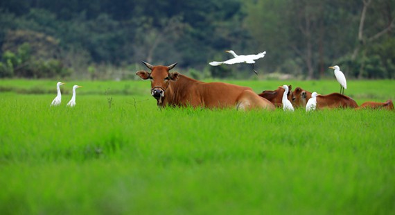稻田里的黄牛与白鹭