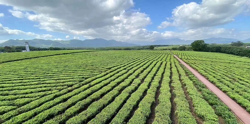 一望无际的白沙绿茶茶园。海垦热作集团供图