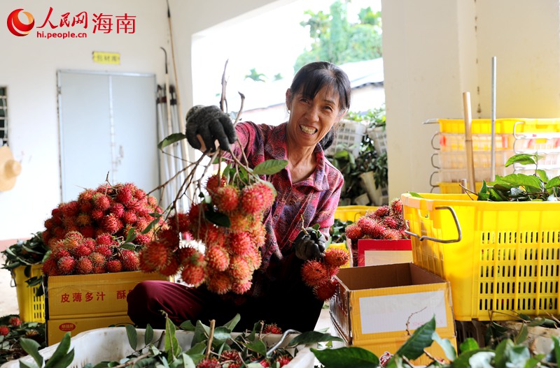 工人們正在挑選飽滿的紅毛丹。人民網 符武平攝