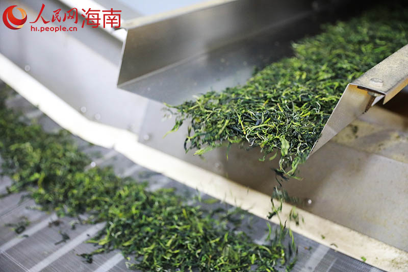 烘干后的茶叶被传送到下一道工序。 人民网 孟凡盛摄