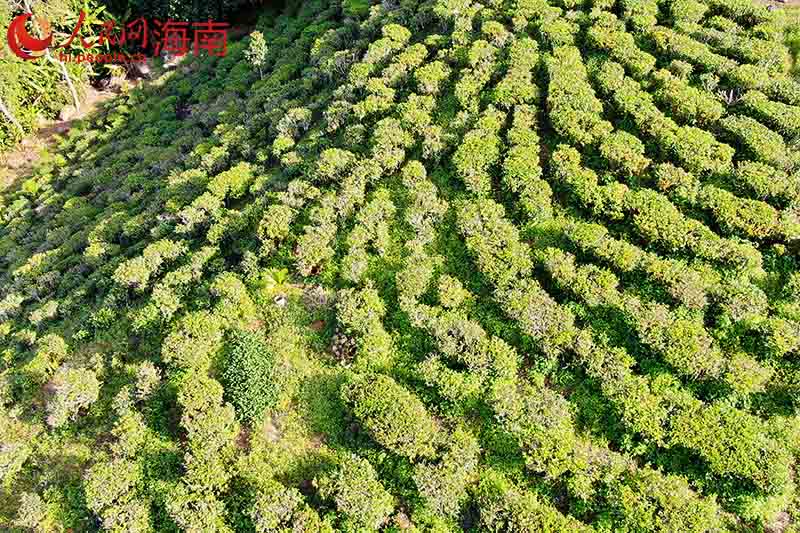海垦金江茶场。 人民网 孟凡盛摄