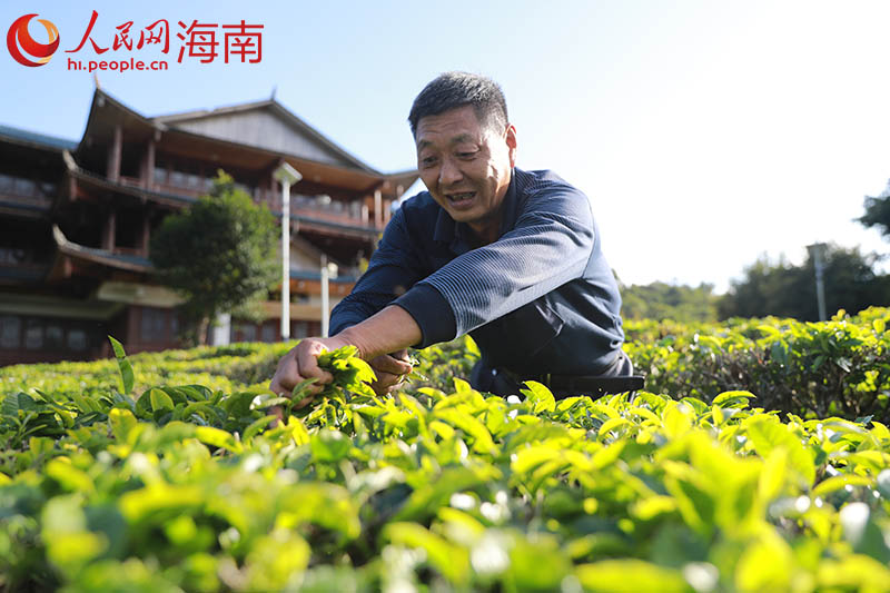 工人正进行采茶。 人民网 孟凡盛摄