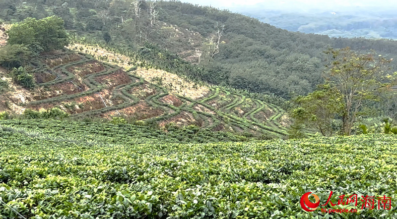 海垦白马岭茶场。人民网 孟凡盛摄