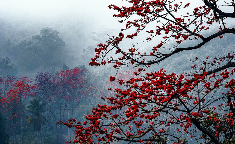 山間雲霧繚繞，火紅的木棉花格外搶眼。昌江縣委宣傳部供圖