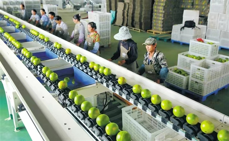 福山农产品分拣集散中心的标准厂房内对福橙进行精选分级
