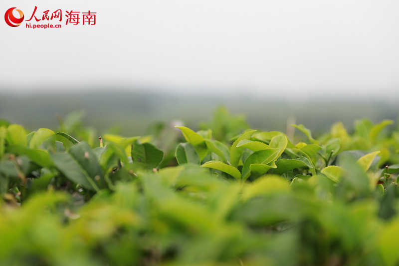 种植在陨石坑范围内的白沙绿茶。 人民网 孟凡盛摄
