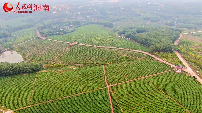 海南农垦白沙绿茶基地。 人民网 孟凡盛摄