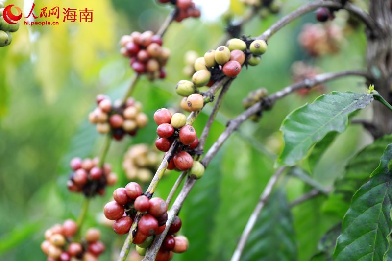 结满红绿相间咖啡果实的咖啡树。 人民网 孟凡盛摄