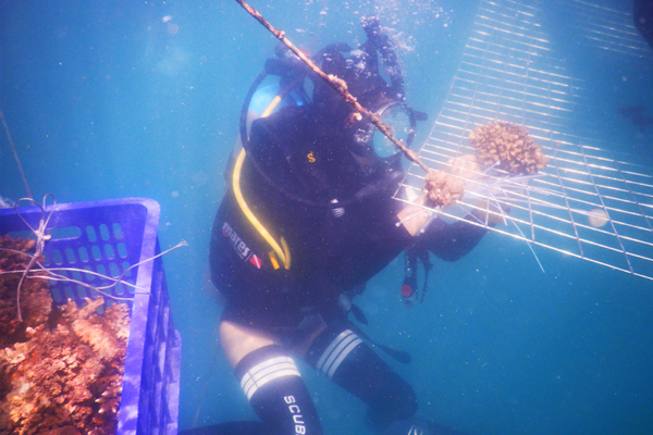 三亚旅文集团在大东海海域开展海底珊瑚保护与修复工作