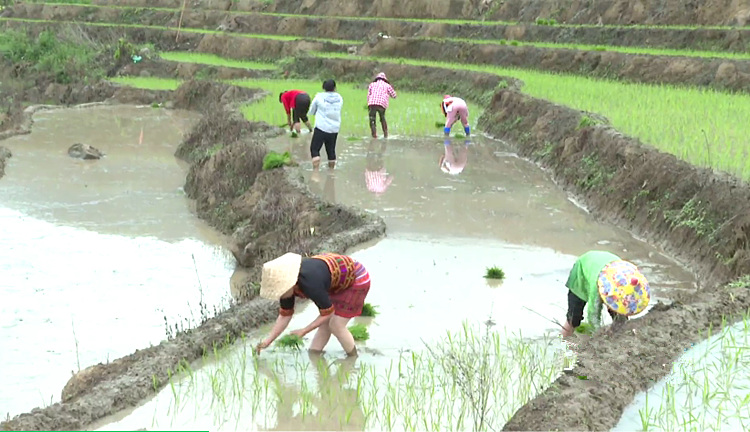 这里田间地头春潮涌动，一派春耕生产热闹的场景。许嘉杰摄