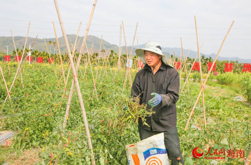 工作人员正在清除青枯的番茄苗。人民网 牛良玉摄