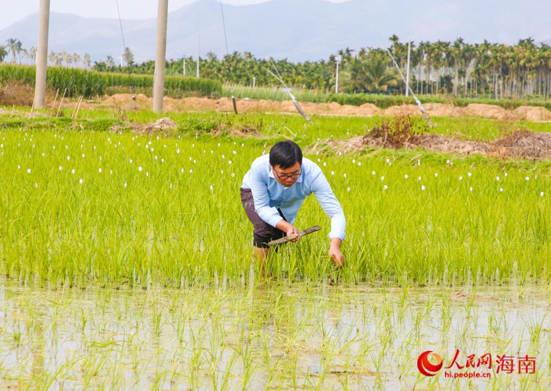 科研人员对水稻生长情况进行测定。人民网 牛良玉摄