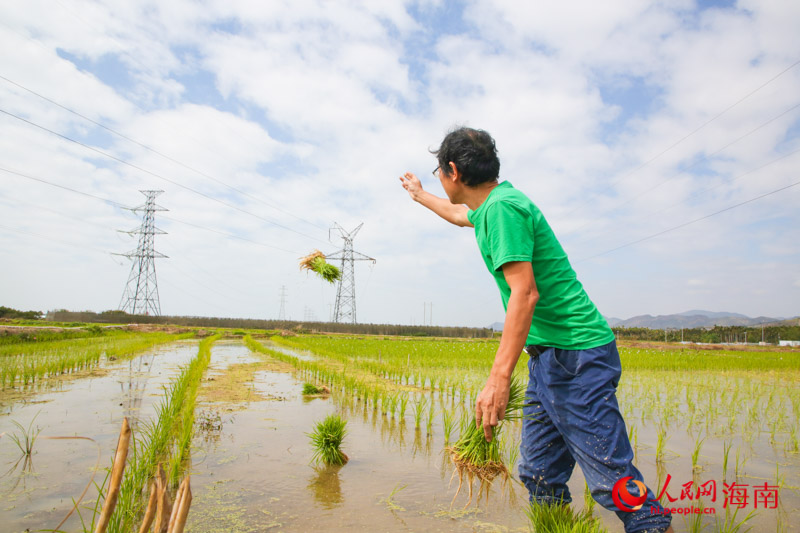 科研人员将选育的水稻品种分放。人民网 牛良玉摄