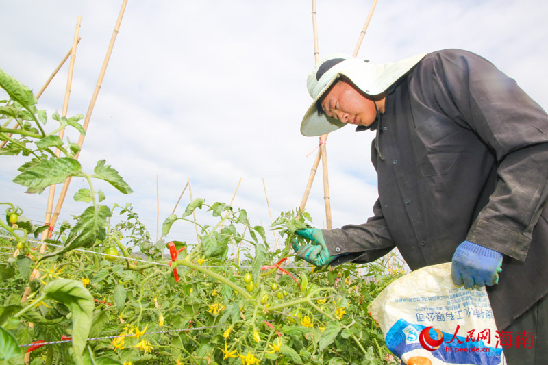 在番茄抗青枯品种繁育试验田内，工作人员正在观察品种生长情况。人民网 牛良玉摄
