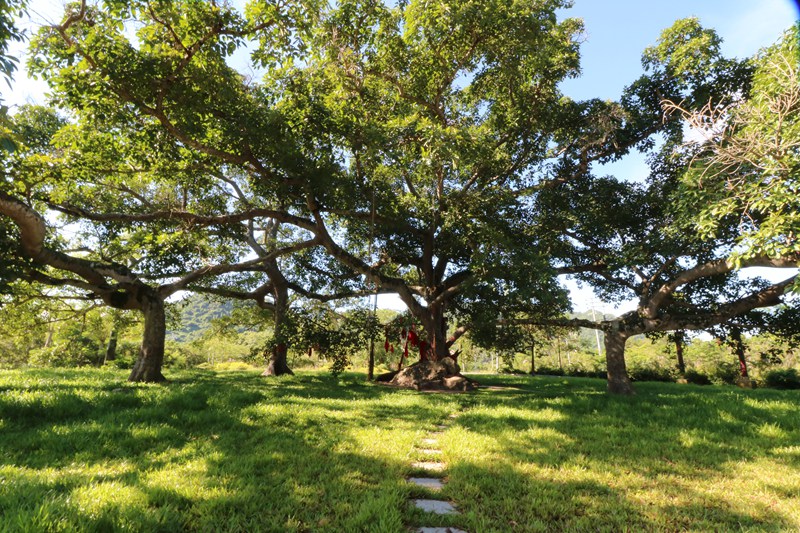 三百多年古榕樹形成六體連榕景觀。 王隆權攝