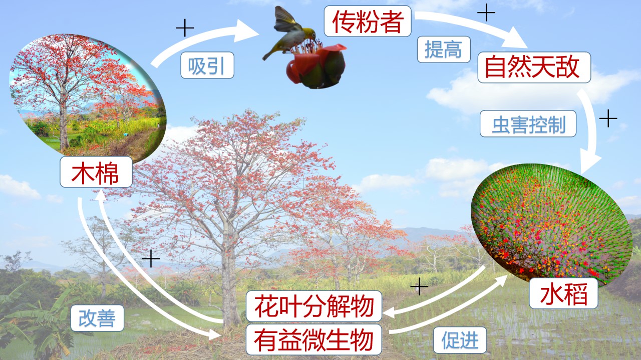 昌江“木棉-稻田农林复合系统”示意图。任明迅供图
