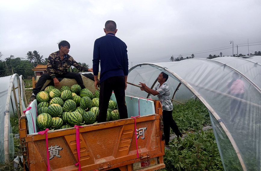 果农们正抢抓时间将刚刚采摘的新鲜西瓜进行装车，发往全国各地。陈小芳摄
