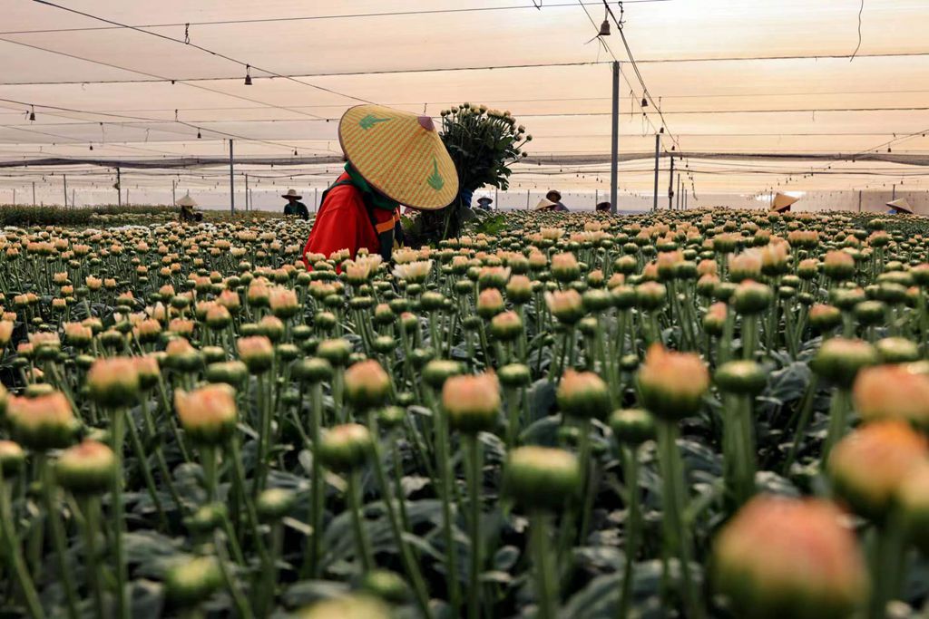 工人正忙著採收菊花。陳允武 攝