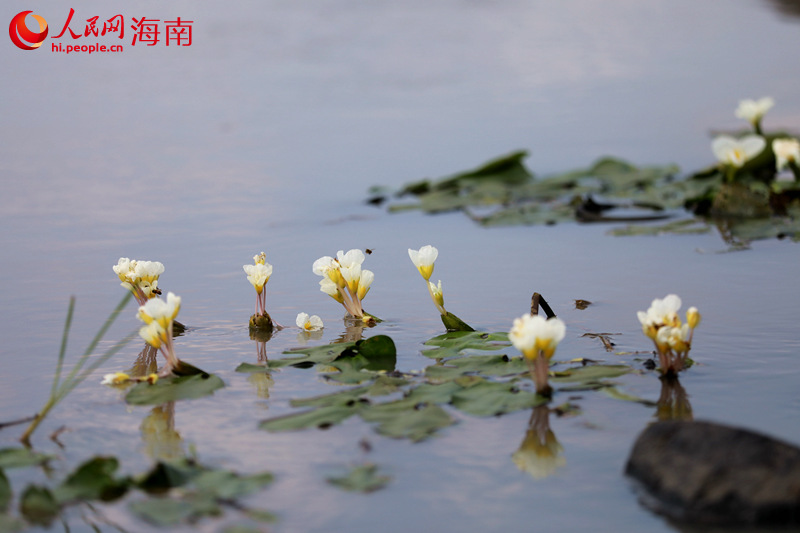國家二級重點保護野生植物水菜花伸展著白色的花裙，清澈的水面倒映出它美麗的身影。 人民網 孟凡盛攝