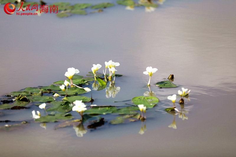 星星點點的水菜花盛開在水面上，潔白的花瓣，淡黃的花蕊，一簇簇盛放在溪面上。 人民網 孟凡盛攝