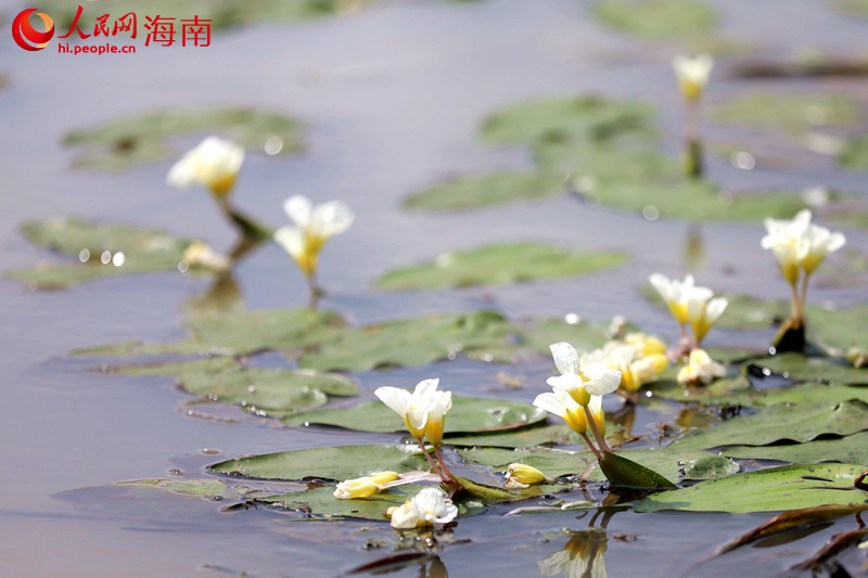 星星点点的水菜花盛开在水面上，洁白的花瓣，淡黄的花蕊，一簇簇盛放在溪面上。 人民网 孟凡盛摄