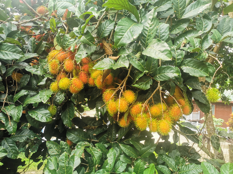 七仙岭全球热带水果博览中心园区红毛丹实物。